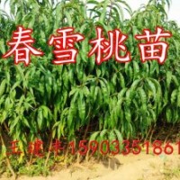 供應(yīng)春雪桃苗