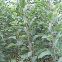 供蘋果苗山楂苗棗樹苗梨樹苗