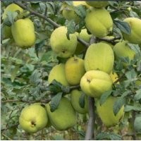 臨沂木瓜苗，木瓜苗價格，木瓜苗品種，木瓜苗供應(yīng)