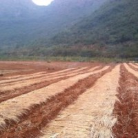 廣西桂林陽(yáng)朔縣白沙鎮(zhèn)酸柚小苗芽苗