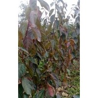 柿子樹