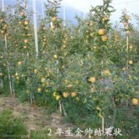 矮化蘋果苗，花椒苗，桃樹苗，蘋果苗，梨樹苗，梨苗