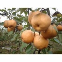 晚秋黃梨，圓黃梨，豐水梨苗，愛宕梨苗，圓黃梨