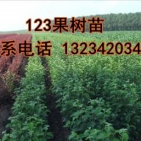 123果樹苗