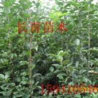 123蘋果苗，123蘋果苗價(jià)格，占地蘋果苗
