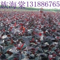 王族海棠，王族海棠苗