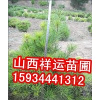 供應(yīng)油松苗 白皮松苗 五角楓苗 核桃苗 蘋果苗