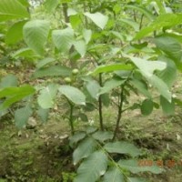 供應(yīng)：核桃苗、棗苗、櫻桃苗