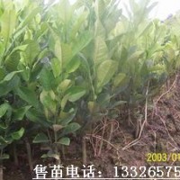 化橘紅苗