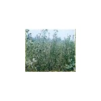 山楂苗=山楂苗種植 =山楂苗價格