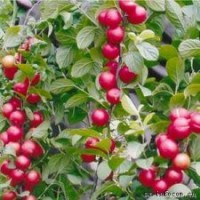 供應(yīng)鈣果苗 山西鈣果苗種植基地 鈣果苗品種價(jià)格
