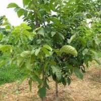 河北棗苗、哪有棗樹(shù)苗
