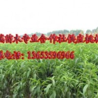 供應(yīng)占地山桃苗，山西占地山桃苗，占地山桃苗價(jià)格