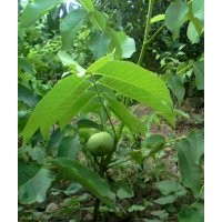 果樹苗，核桃苗，蘋果苗，桃樹苗，杏樹，梨樹