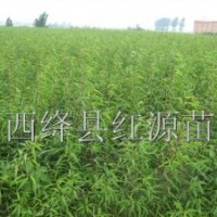 供應(yīng)毛桃苗 山桃苗 杏樹苗 海棠苗 軟棗苗