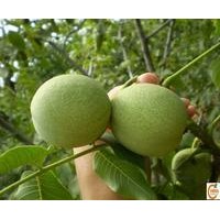供應(yīng)山西香玲核桃苗 清香核桃苗 山西香玲核桃苗多少錢一株？