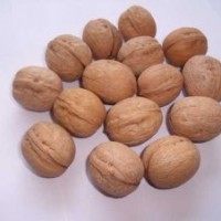 哪里有清香核桃苗？請到四川簡陽一品農(nóng)牧公司來