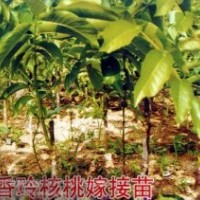 主營：|核桃苗|桃樹苗|蘋果苗|櫻花苗|柿子苗|板栗苗|櫻桃苗|