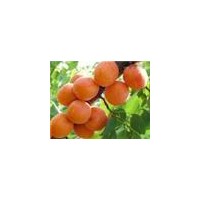 優(yōu)質(zhì)苗木：華山松 山楂樹 桃樹