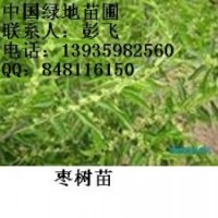 供應占地棗樹苗1-15公分占地棗樹