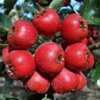3-10公分山楂樹