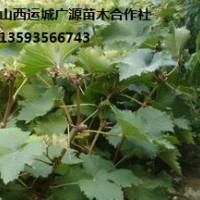 葡萄苗出售、大量優(yōu)質(zhì)葡萄苗低價(jià)銷售