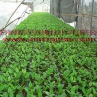 櫻桃苗-吉塞拉5號、6號櫻桃組培苗