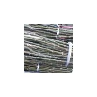 誠信生態(tài)園藝基地供大量優(yōu)質(zhì)核桃苗