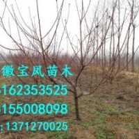 供應(yīng)3公分桃樹(shù)苗價(jià)格|3厘米桃樹(shù)苗多少錢(qián)|3cm桃樹(shù)苗