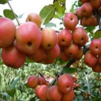 冬紅海棠