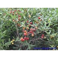 常年向陜西各地供應(yīng)山西優(yōu)質(zhì)國槐小苗 文冠果苗 蘋果苗 鈣果苗