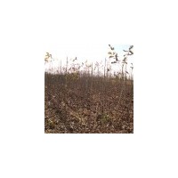 供應(yīng)核桃苗、核桃苗