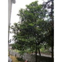 枇杷樹|湖南枇杷樹|枇杷樹價(jià)格