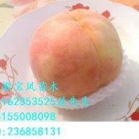 供應(yīng)正宗柳條白鳳桃樹(shù)苗新品種