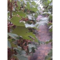 茉莉香葡萄苗供應(yīng)，大連丹東鞍山盤錦新民出售著色香葡萄苗
