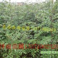 花椒苗，泰安花椒苗，山東花椒苗多少錢一棵