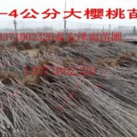 矮化櫻桃苗，山東矮化櫻桃苗多少錢一棵，櫻桃苗基地