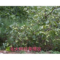綿陽核桃苗，綿陽薄殼核桃苗