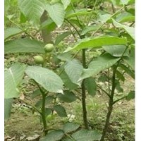 核桃苗，山桃，刺槐苗