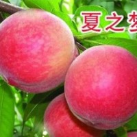 供應(yīng)夏之夢桃苗|突圍桃苗|126油桃|春雪桃苗|鉆石金蜜桃|桃苗價