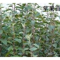 規(guī)格品種【核桃苗 蘋(píng)果苗 山楂苗 葡萄苗 杏苗
