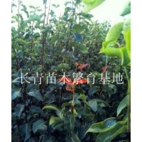 山東熱銷梨樹苗山楂樹苗，板栗樹苗，桃樹苗