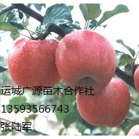 蘋果出售、大量優(yōu)質紅富士蘋果低價供應
