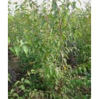 供應二年生山杏苗與GM256接穗
