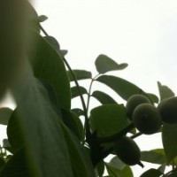 供應(yīng)各類優(yōu)質(zhì)蘋果苗，桃樹苗，核桃苗