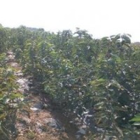 供應(yīng)櫻桃苗木