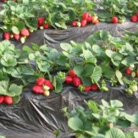 草莓苗、紅顏草莓苗、豐香草莓苗、章姬草莓苗、甜查理草莓苗