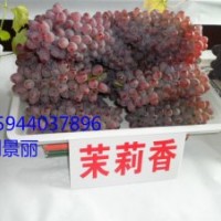 遼寧茉莉香葡萄苗價(jià)格,黑龍江葡萄苗大棚栽培,內(nèi)蒙葡萄苗，吉林葡