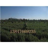 供應(yīng)沙棗苗，五角楓苗，文冠果苗，檸條苗等
