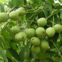 核桃苗：遼核、晉龍、清香、元豐、香玲、魯光